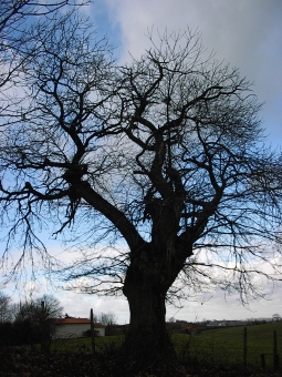 robur.jpg (80057 bytes)