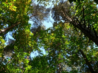 catoo.jpg (104565 bytes)