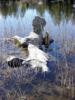 chabaudmarc.jpg (80649 bytes)