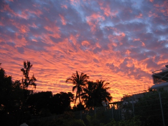 fernedit.jpg (56861 bytes)