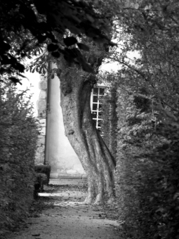 longerey.jpg (62792 bytes)