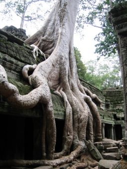 morin.jpg (97197 bytes)