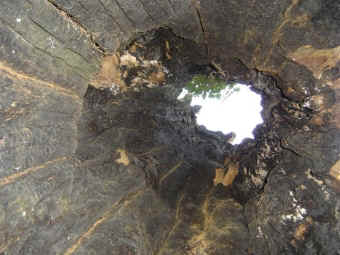 chappuis.jpg (89888 bytes)