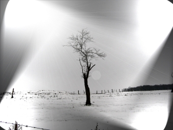 edith2.jpg (48821 bytes)