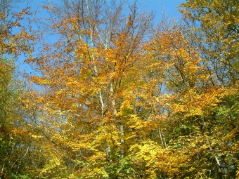 gege.jpg (133079 bytes)