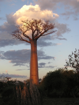 giraudeau.jpg (71053 bytes)