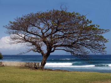 jonniaux.jpg (96306 bytes)