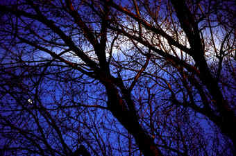 latreille2.jpg (92360 bytes)