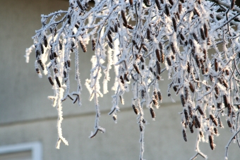 lesiourd.jpg (87296 bytes)