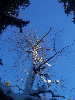 pomerlleau.jpg (90505 bytes)